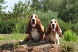 BASSET HOUND 231